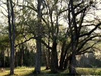 29939RoCrLe - On the way from Kiawah Island, SC - Spanish Moss   Each New Day A Miracle  [  Understanding the Bible   |   Poetry   |   Story  ]- by Pete Rhebergen